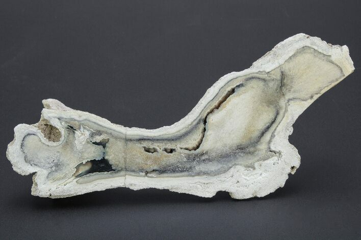 Agate Replaced Fossil Coral - Florida #213027